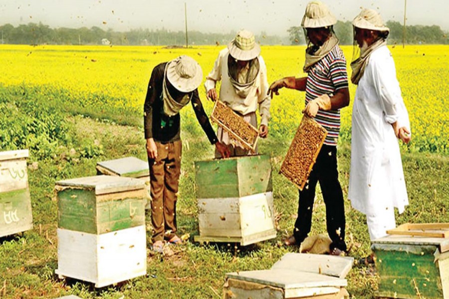 Beekeepers collect honey from beehive boxes near a mustard field in Chalan Beel area of Pabna. The photo was taken on Tuesday. — FE Photo
