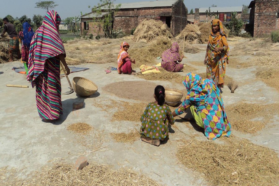 Female labourers process sesame seed before sale in Tekanichukainagar area under Sonatola upazila of Bogra on Tuesday. — FE Photo