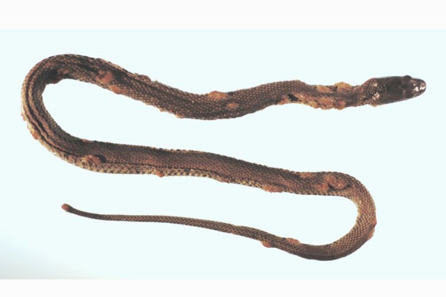 A northern water snake suffering from a fungal skin infection. - USGS National Wildlife Health Center