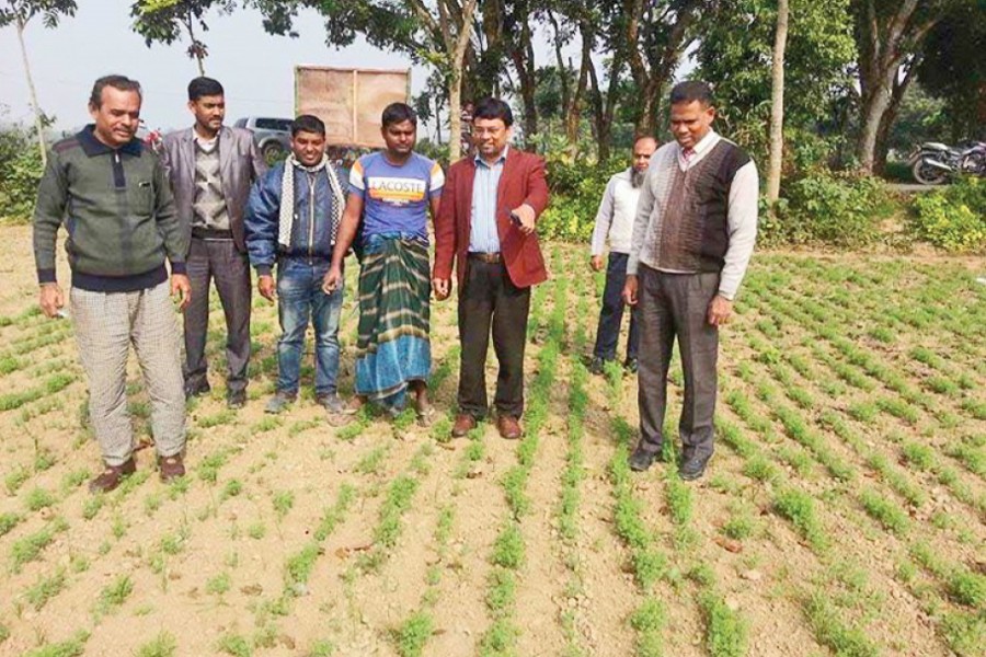 Project director of DAE, Khamarbari, Nazrul Islam visits a demonstration plot of lentil in Saganna village under Jhenidah Sadar where the line sowing technology is followed. The photo was taken on Saturday. — FE Photo