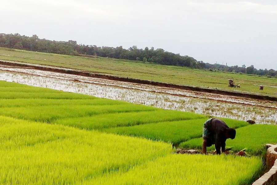 A cultivator takes care of his Boro seedbed in Golapganj upazila of Sylhet on Sunday. — FE Photo