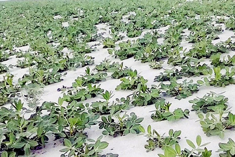 Excellent growth of groundnut plants signals a bumper production of the crop in Baishahki Char under Dhunot upazila of Bogra. The snap was clicked on Monday. — FE Photo