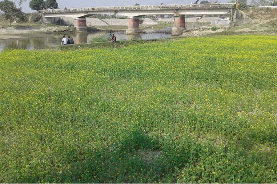 Crop has been cultivated on the Ghaghot riverbed in Nishbetganj area under Rangpur Sadar. The photo was taken on Saturday. — FE Report