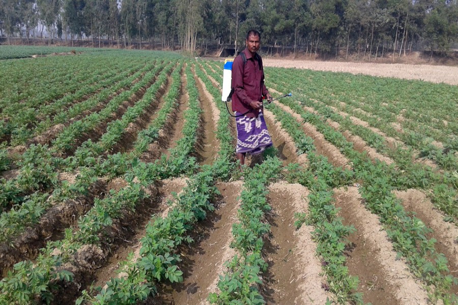 RANGPUR: A farmer sprays medicine on his potato field in Tilakpara village of Mithapukur Upazila. — FE photo