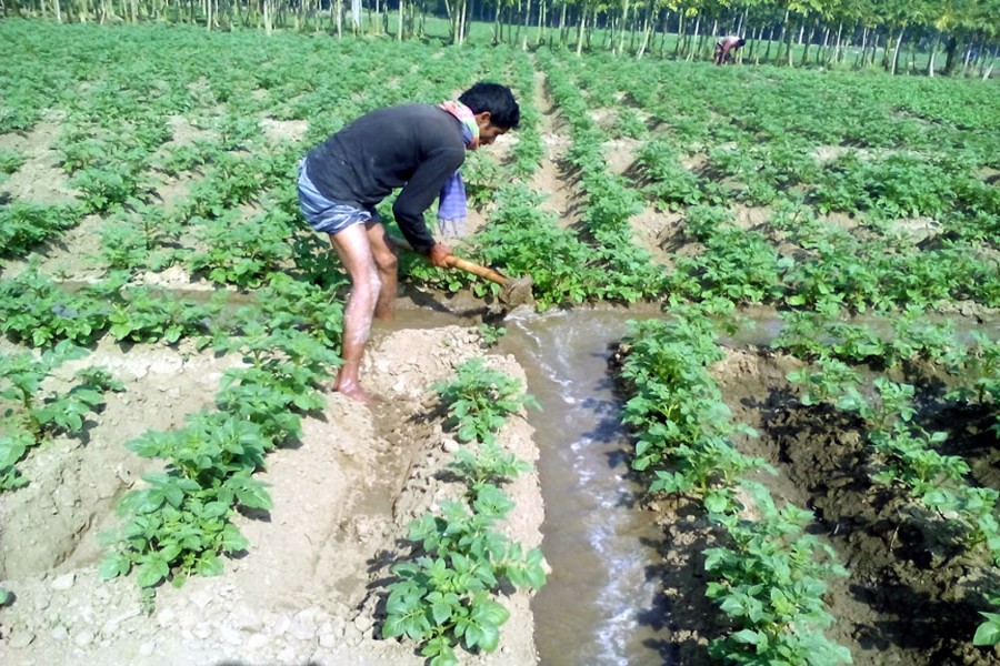 A farmer takes care of his potato field in Borogacchi village under Paba upazila of Rajshahi. — FE photo
