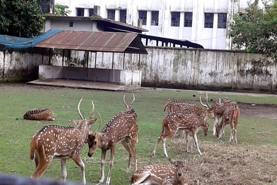 RANGPUR: A partial view of Rangpur zoo. The photo was taken on Thursday. — FE photo