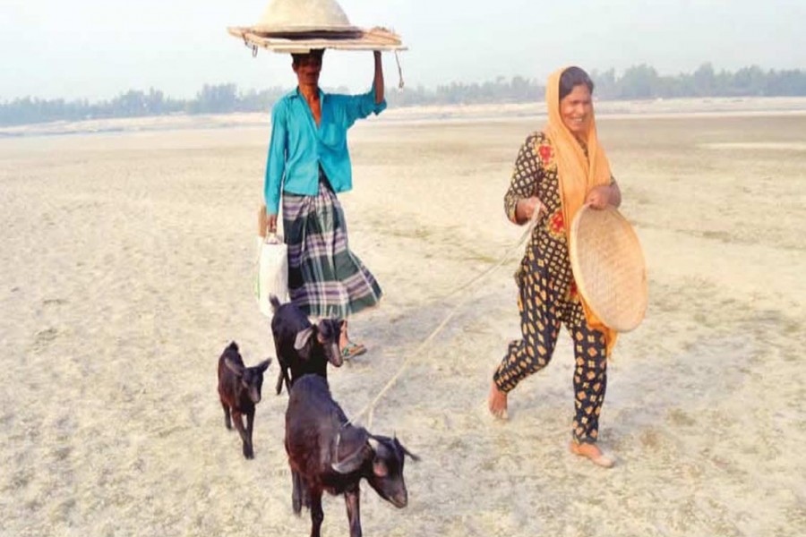 BOGRA: A couple of farmers are bringing goats home after grazing them in an area under Dhunot upazila of Bogra district. — FE Photo