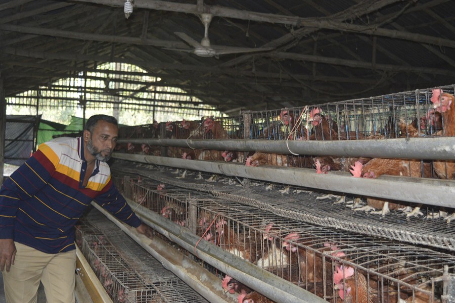 Daud is feeding poultry birds at his farm. — FE photo
