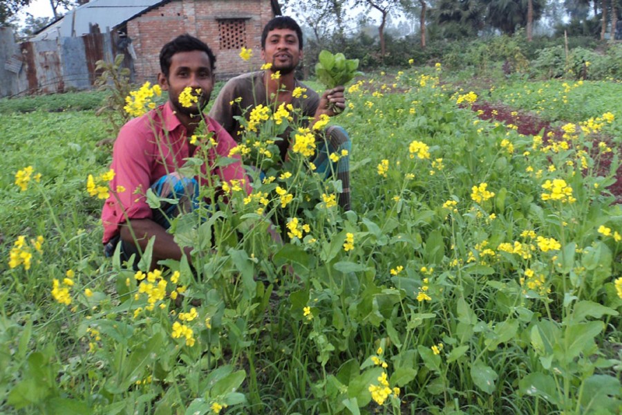 JOYPURHAT: A couple of peasants harvesting winter vegetable at Mohespur village under Kalai upazila of the district. — FE Photo