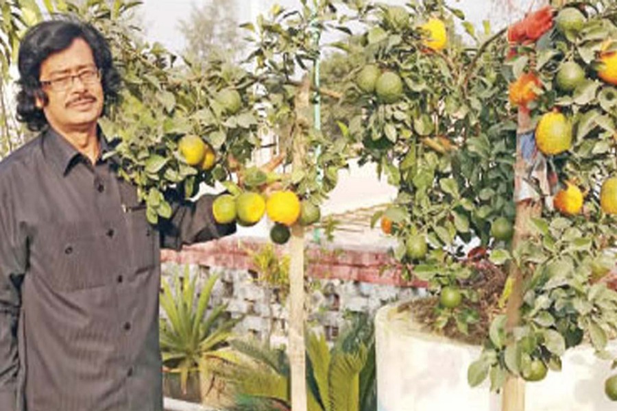 NAOGAON: A cultivator takes care of orange plants at his rooftop orchard in Naogaon on Thursday. — FE Photo