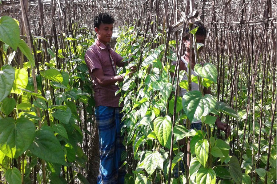 A cultivator takes care of his betel leaf garden in Rathirampur village under Rangpur Sadar on Saturday. — FE Photo