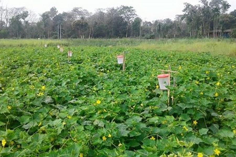 A pumpkin field in Jaintapur upazila of Sylhet district. The photo was taken on Sunday. — FE Photo