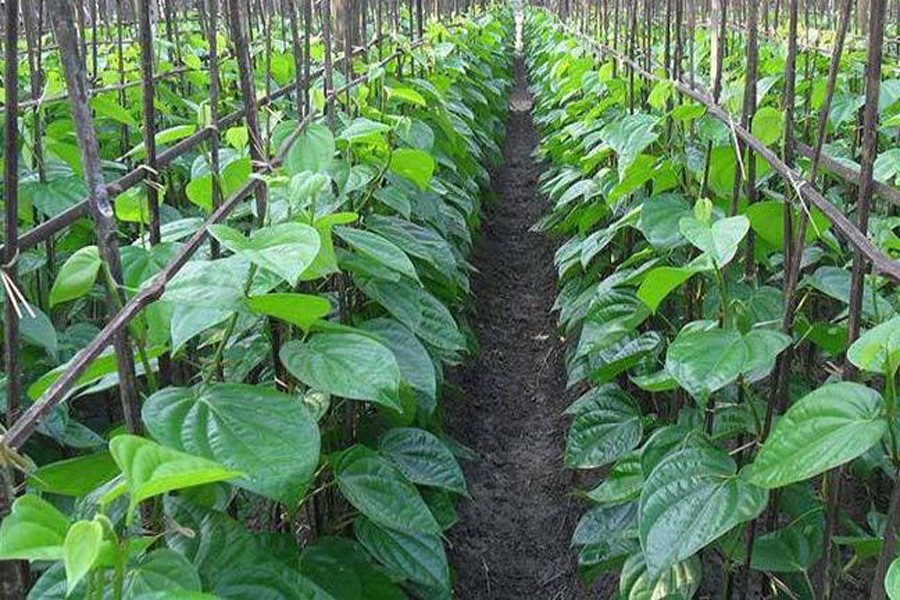 A betel leaf garden in Bujruk Kola village under Bagmara upazila of Rajshahi. — FE Photo