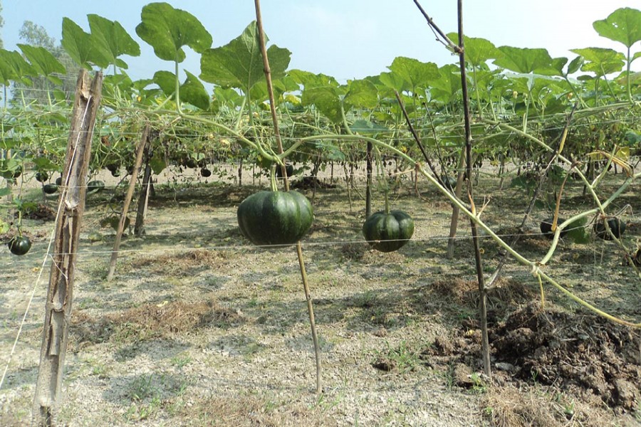 A pumpkin field in Sonatola upazila of Bogra. The photo was taken on Sunday. — FE Photo