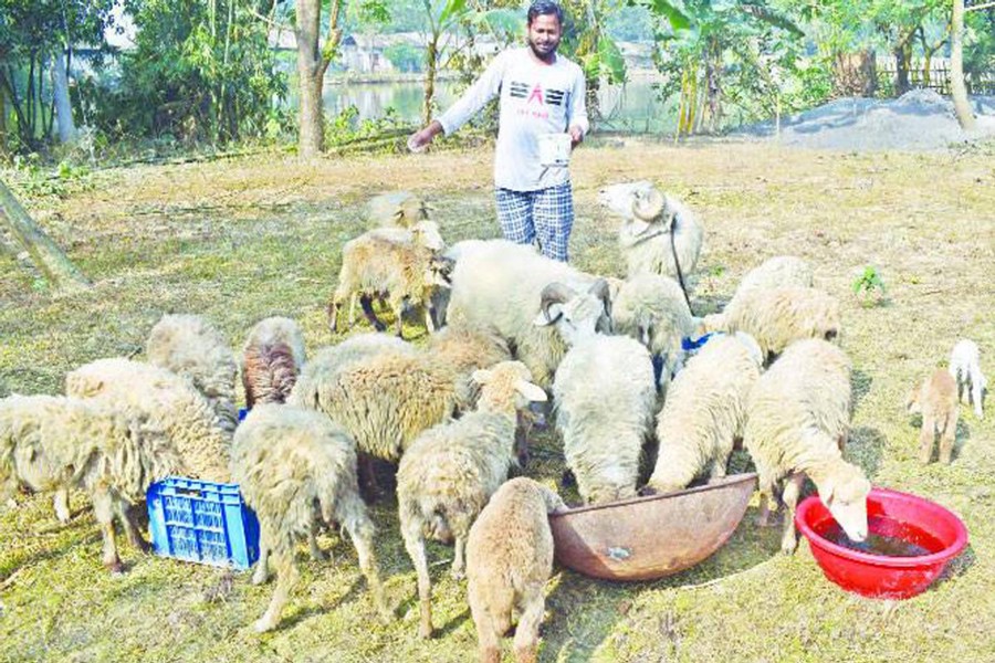 A rearer feeds his sheep in Kalai upazila of Joypurhat district on Wednesday. — FE Photo