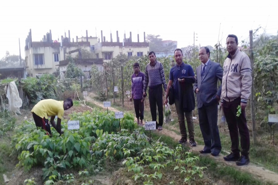 A farmhand takes care of a demonstration plot of high yielding varieties of winter vegetables on the premises of the Sylhet Agricultural University on Thursday. — FE Photo