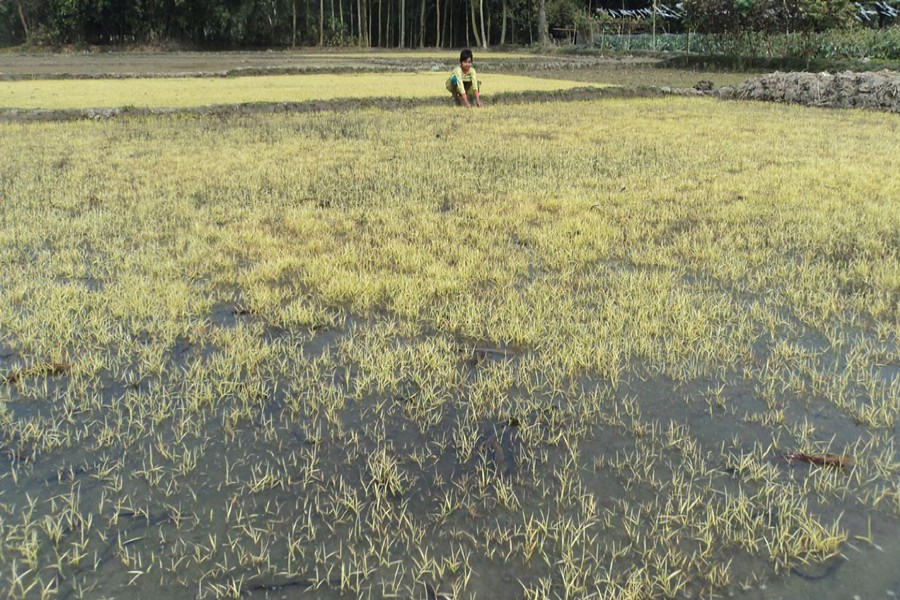 A view of a damaged Boro seedbed in Dakaher village under Dupchanchia upazila of Bogra. The photo was taken on Thursday. — FE Photo