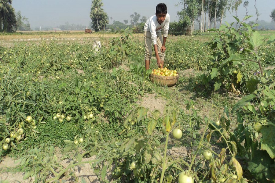 A farmer collects tomatoes from a field in Kazipur upazila of Sirajganj on Saturday for sale in the local market. — FE Photo