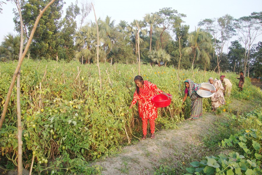 Farmhands collect tomatoes from a field at Raghunathpur Charpara under Gopalganj Sadar on Tuesday. — FE Photo