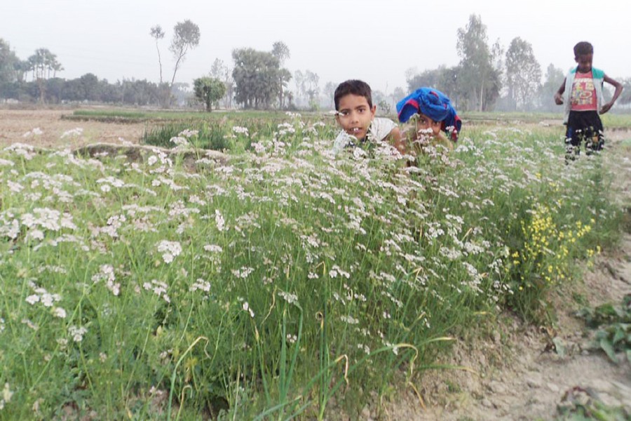 A view of a coriander field in Alohali village under Dupchanchia upazila of Bogra. The photo was taken on Tuesday. — FE Photo