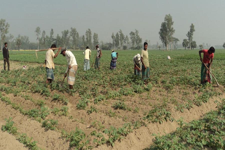 Farmers take care of a potato field in Dawakola village under Bogra Sadar on Wednesday. — FE Photo