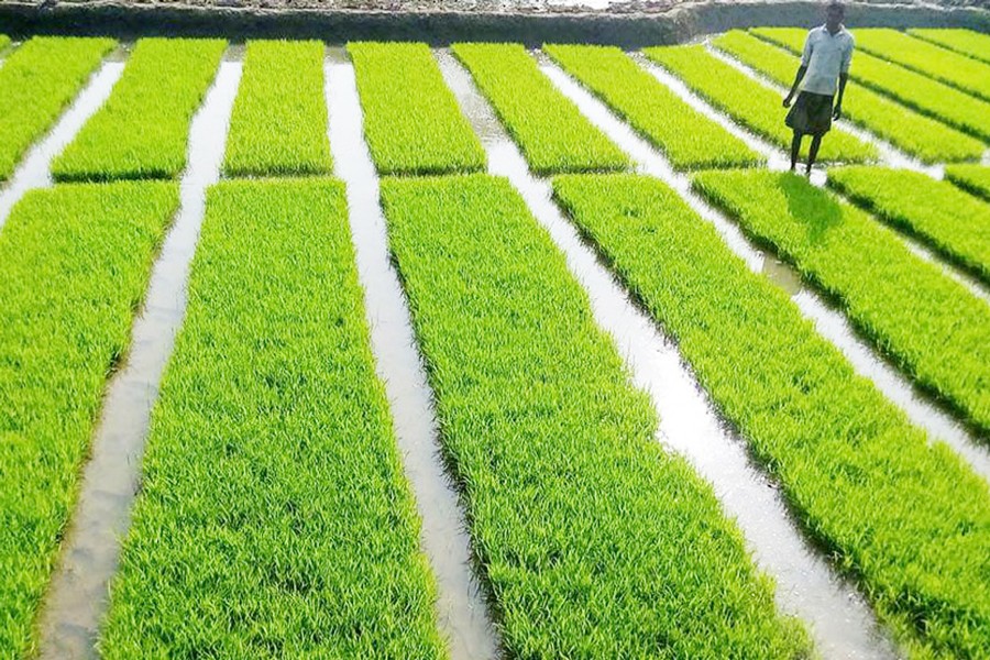 A view of an Ideal Boro seedbed in Shibganj upazila of Bogra. The photo was taken on Thursday. — FE Photo