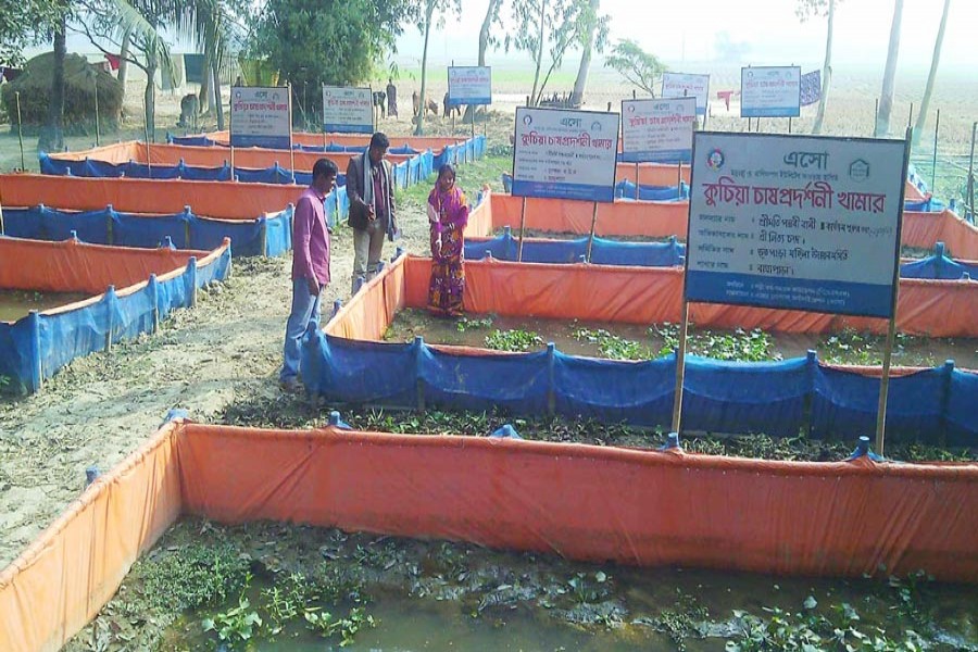 A demonstration project of eel farming in Butpara village under Khetlal upazila of Joypurhat. — FE Photo