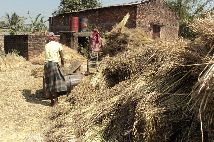 Peasants thresh the newly-harvested mustard in Daulotpur village under Khetlal upazila of Joypurhat on Thursday. — FE Photo