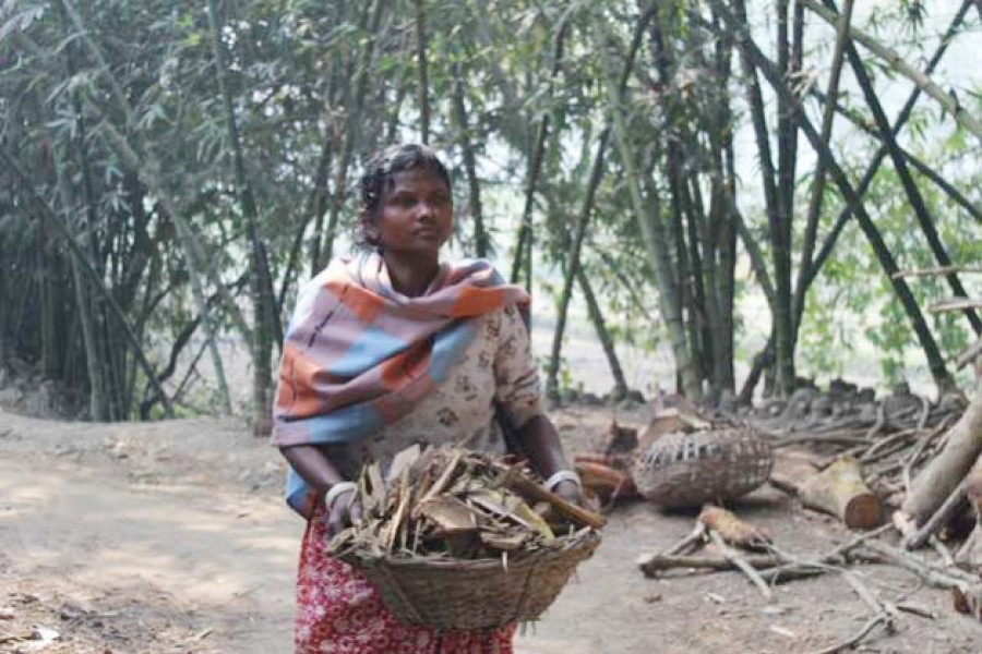 Sharmila Munda, an illiterate indegenous woman, collecting wood for her livelihood. — Credit: Rafiqul Islam Sarker, IPS