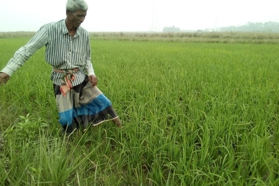 A farmer works in his Boro land in village Turukbag under Golapganj upazila of Sylhet district. The photo was taken on Sunday. — FE Photo