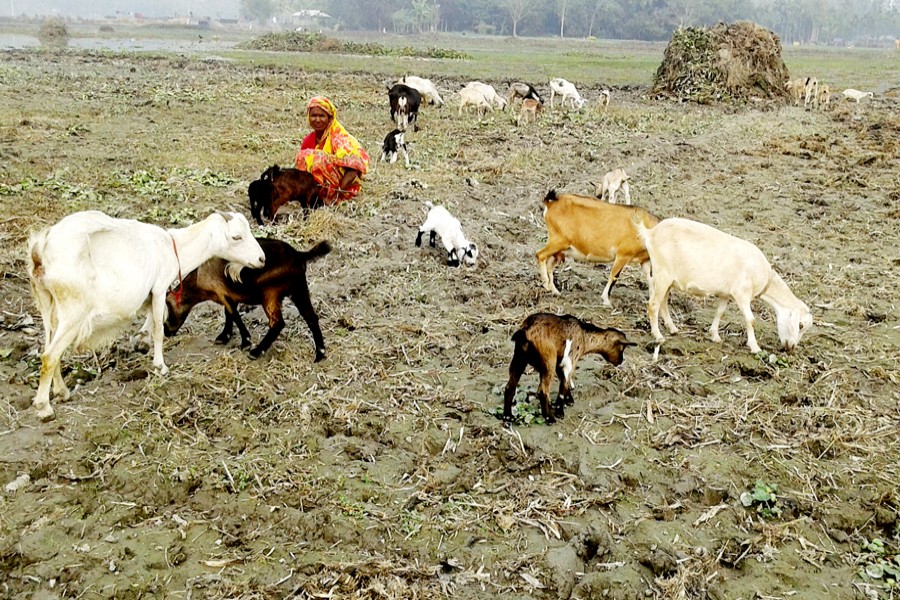 Fatema Begum takes care of her goats at Nazirdaho village in Kawnia upazila of Rangpur district. — FE Photo