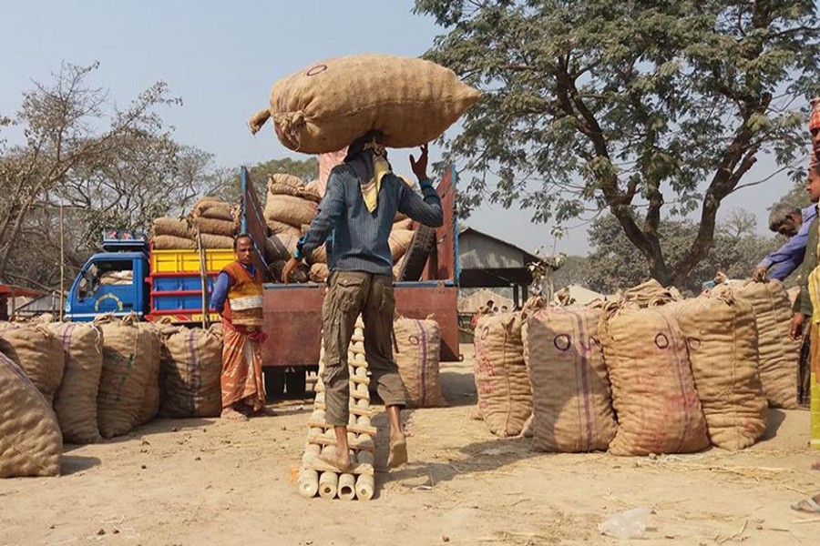 Workers load trucks with the newly-harvested potatoes at a wholesale market of Boraigram upazila under the district for sending to different districts across the country. The photo was taken on Wednesday. — FE Photo