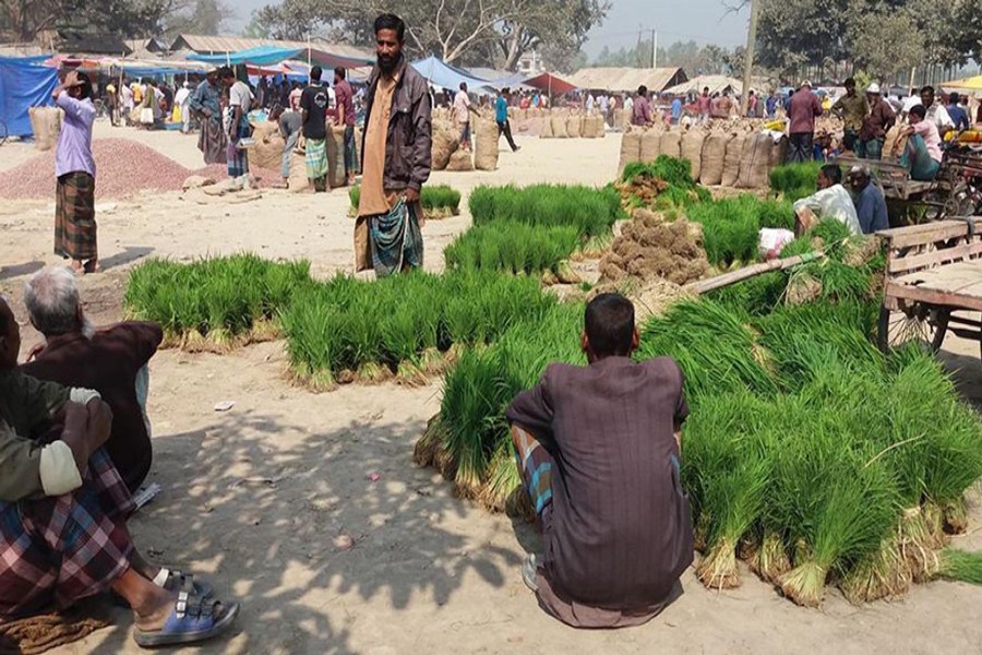 An agri wholesale market at Dhaphat under Dupchanchia upazila of Bogra. The photo was taken on Thursday. — FE Photo