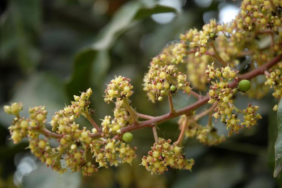 RAJSHAHI: Impressive blooming of mango buds in Bhabaniganj of Bagmara upazila. The photo was taken on Tuesday. — FE Photo