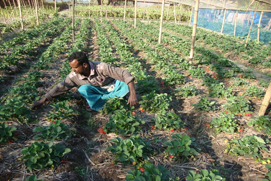 Farmer Dilip Bala takes care of his strawberry orchard in Raghnathpur under Gopalganj Sadar on Saturday. — FE Photo