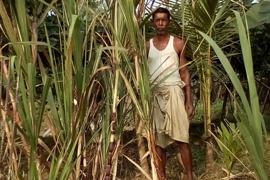 A sugarcane farmer takes care of his plants in Golapganj upazila of Sylhet on Wednesday. — FE Photo