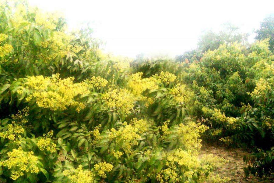 A litchi tree in full bloom in an orchard of Santospur village under Mithapukur upazila in Rangpur. — FE photo