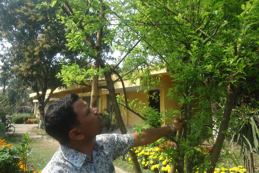 Magura Horticulture Centre official Delwar Hossein takes care of Alu Bukhara trees at the centre compound on Tuesday. — FE Photo