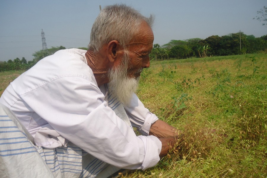 Farmer Moksed Mandal takes care of his BINA-9 Mosur field in Ramanagar village under Magura Sadar on Monday. — FE Photo