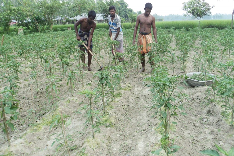 Labourers working in a Khorali chilli field in Akkelpur upazila of Joypurhat on Wednesday — FE Photo