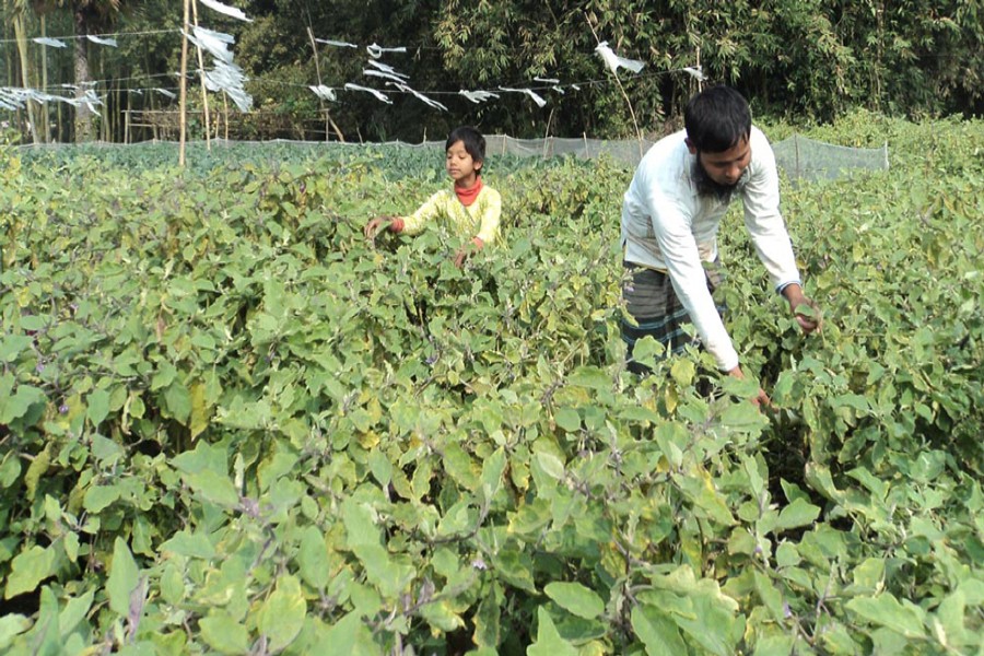 Farmers collecting brinjal from a land in Delunja village under Adamdighi upazila of Bogra on Monday for sale in the local market — FE Photo