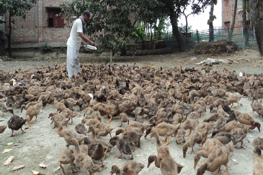 BOGRA: A rearer feeding his ducks in Belail village under Dupchanchia upazila of Bogra on Sunday — FE Photo