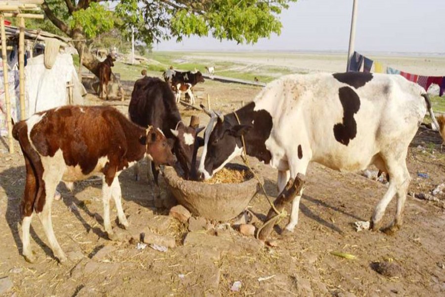 RAJSHAHI: Cattlehead are being reared on the bank of the Padma in Rajshahi — FE Photo