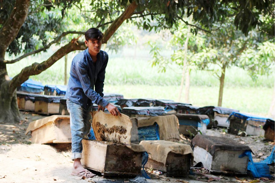 RANGPUR: A farmer collecting honey from a bee box in a litchi orchard in Kumarpara village of Kalupara union under Badarganj upazila on Tuesday — FE Photo