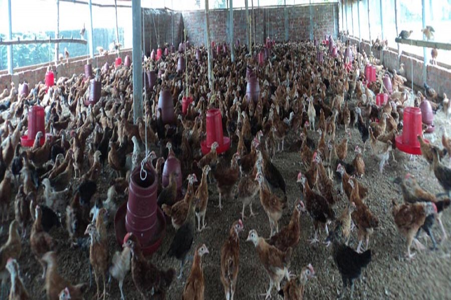 A view of a poultry farm in Bogra Sadar -FE Photo
