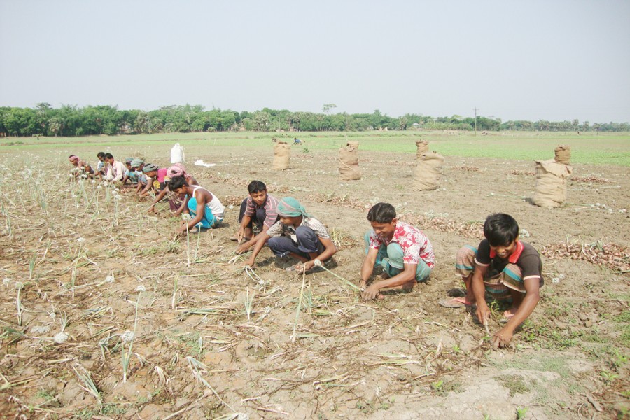 Field labourers harvesting onion in Charballabdi under Muksudpur of Gopalganj on Wednesday —FE Photo