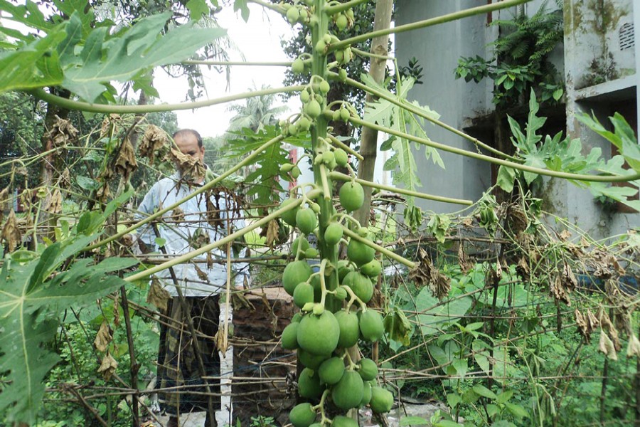 BOGURA: A farmer taking care of a papaya farm in Badaher village under Kahaloo upazila of Bogura district on Tuesday — FE Photo