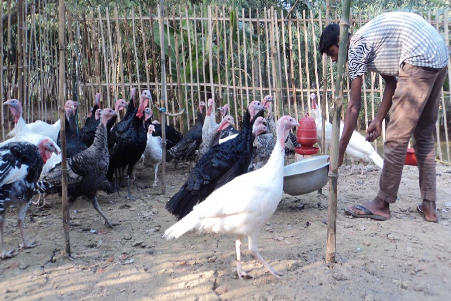 NAOGAON: A farmer feeding turkey hens at his farm at Bhobanypur village under Mohadebpur upazila of Naogaon district — FE Photo