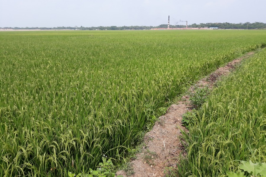 GOPALGANJ: A bumper BRRI-Dhan-29 field at Karargati under Sadar Upazila in Gopalganj on Monday — FE Photo