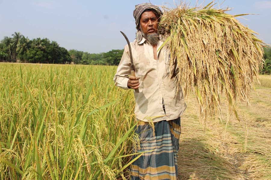 A farmer heading home after harvesting BINA-17 paddy in Ramnagar village under Magura Sadar on Saturday — FE Photo